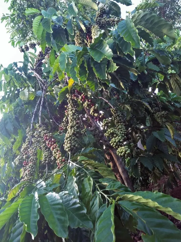 Vườn cà phê ở Đắk Lắk Cây cà phê trĩu quả trên đất bazan Đắk Lắk, Buôn Ma Thuột