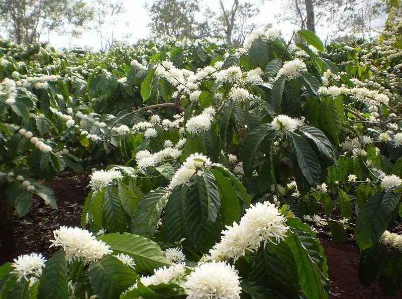 Mùa hoa cà phê ở Tây Nguyên Hoa cà phê robusta nở trắng trên cao nguyên Đắk Lắk