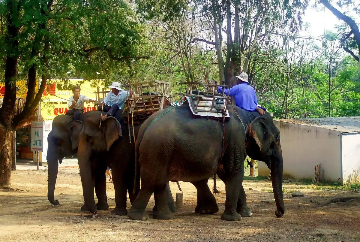 Voi ở Buôn Đôn, Đắk Lắk Voi ở Buôn Đôn, Đắk Lắk trong môi trường tự nhiên
